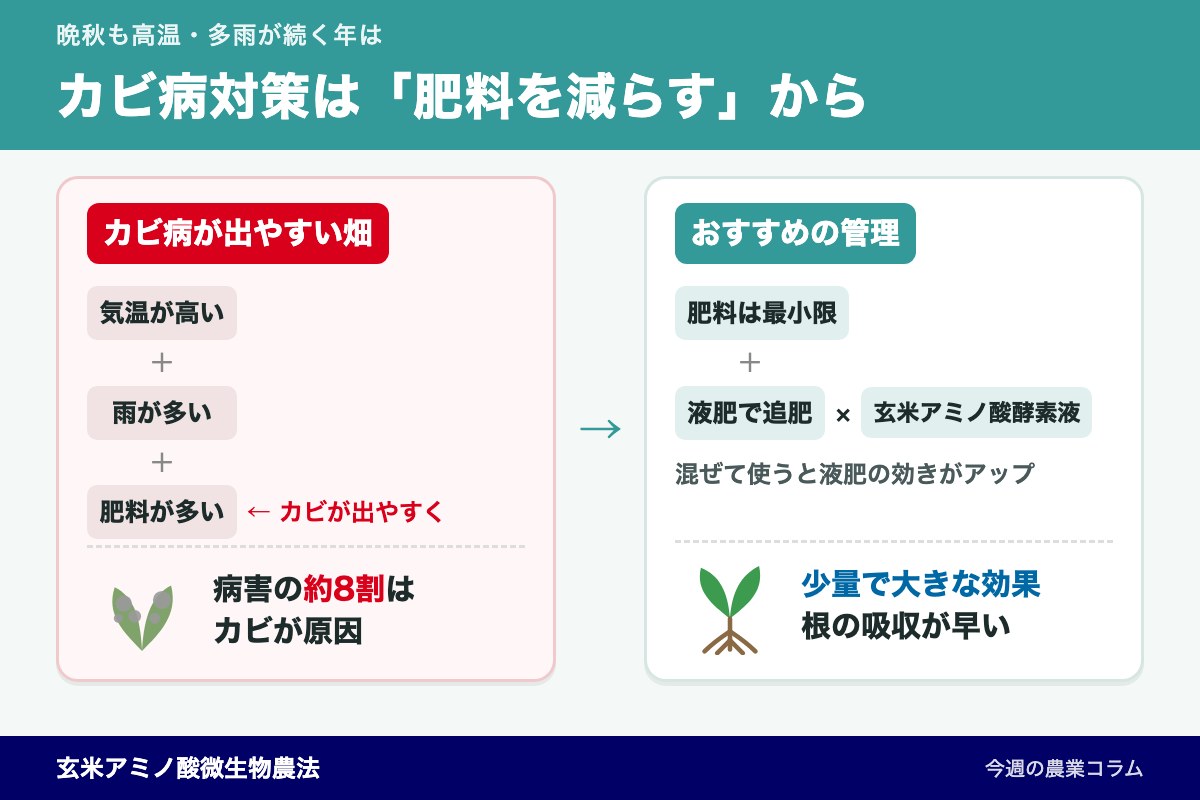 晩秋の長雨とカビ病対策！肥料を減らして液肥＋酵素液で守る