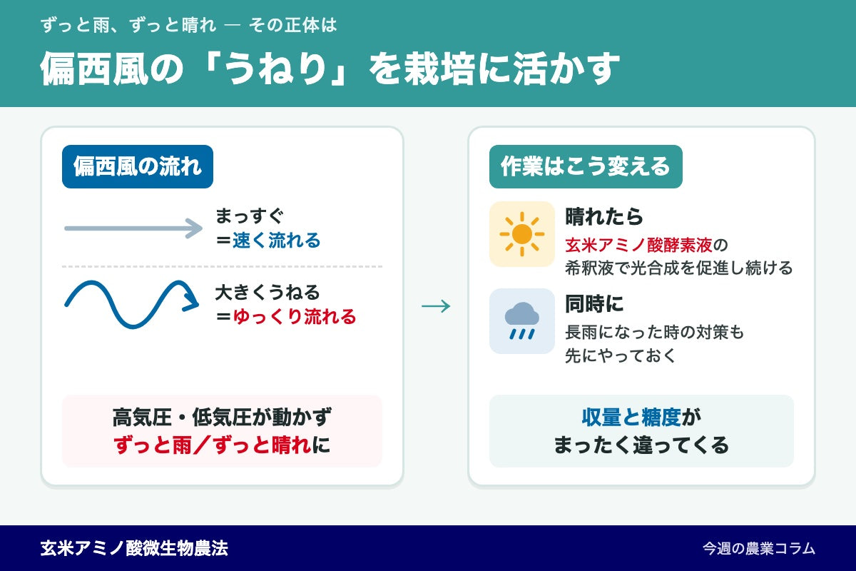 ずっと雨・ずっと晴れは偏西風のうねり！晴れの日の酵素液で収量と糖度を上げる