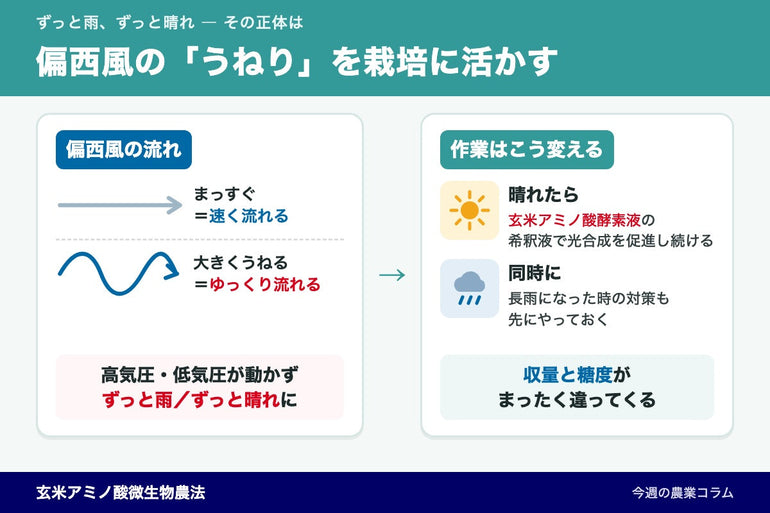 ずっと雨・ずっと晴れは偏西風のうねり！晴れの日の酵素液で収量と糖度を上げる