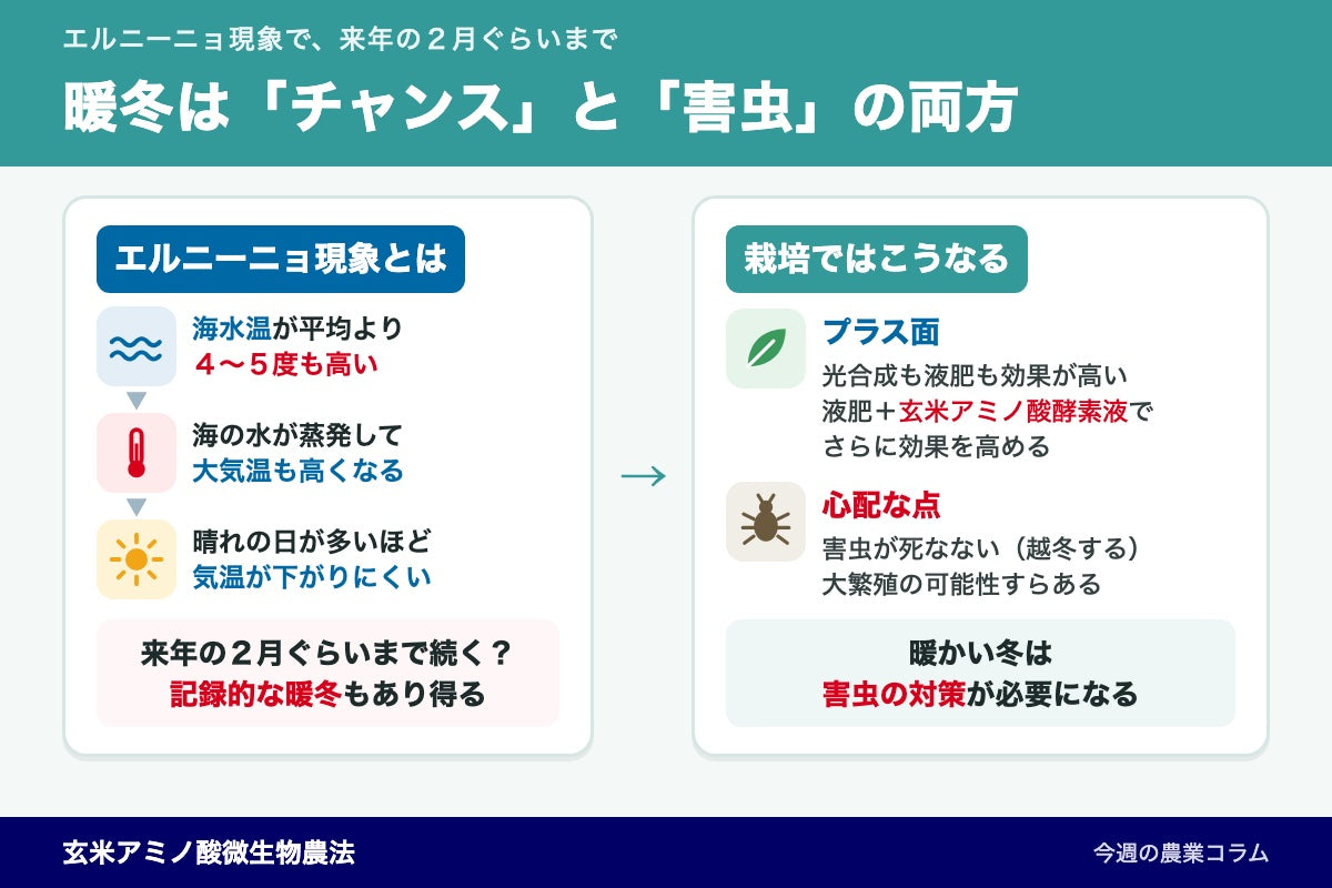 暖冬は来年2月まで続く？液肥＋酵素液を活かし、害虫の越冬に備える