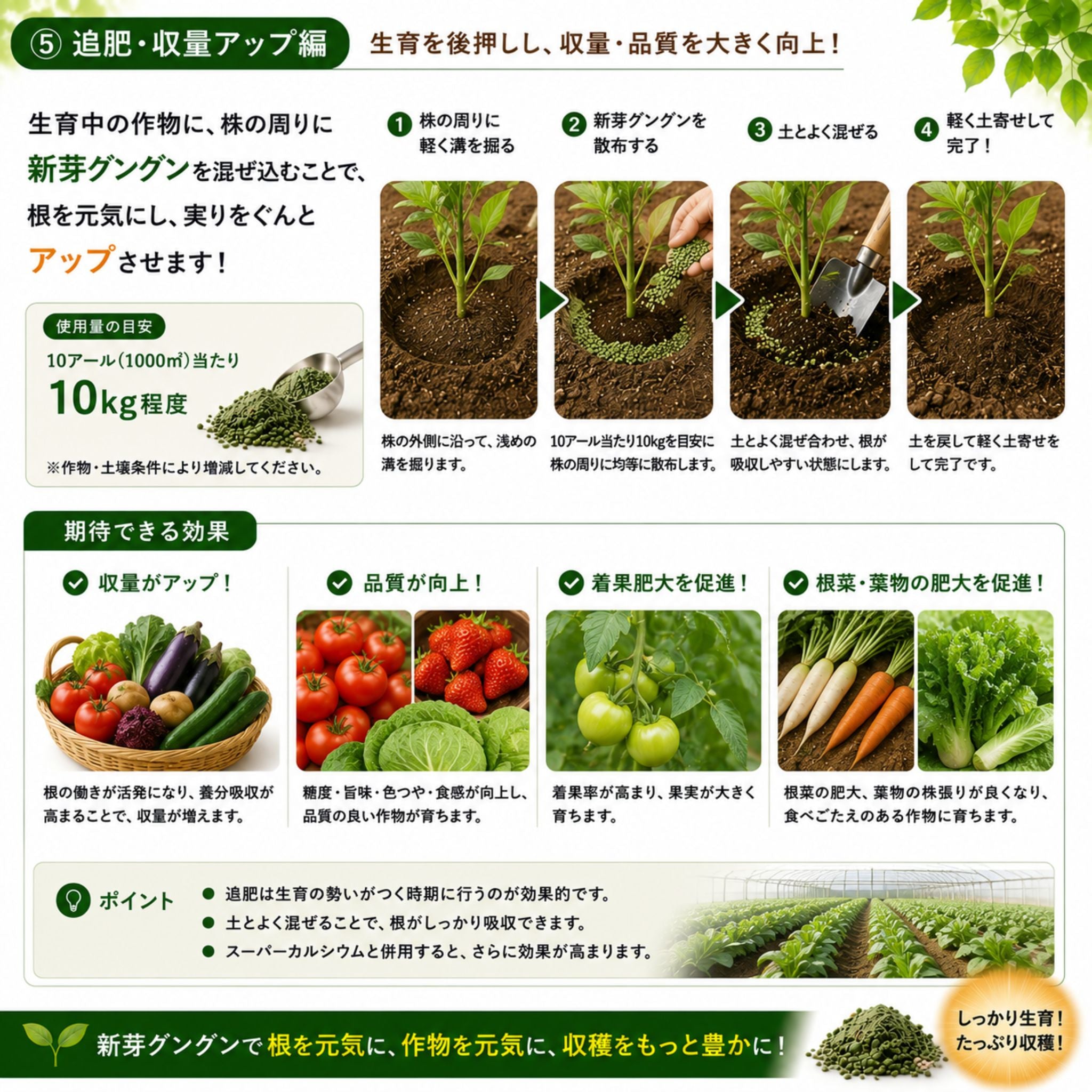 【予約商品】新芽グングン 5kg